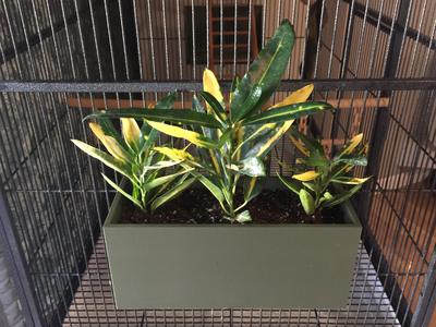 Plant Container for Cage