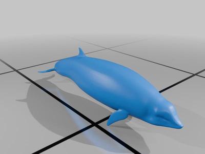 Cuviers Beaked Whale