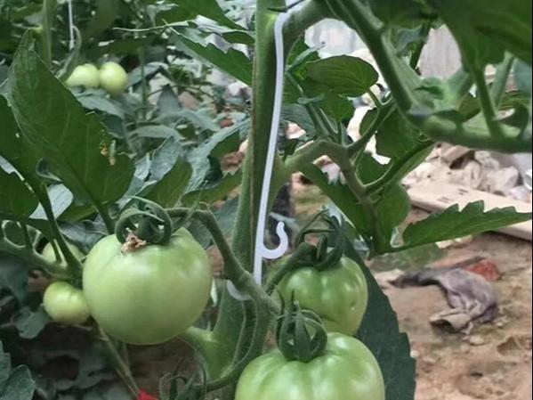 SET OF TOMATO , PLANT SUPPORT HOOK CLIP
