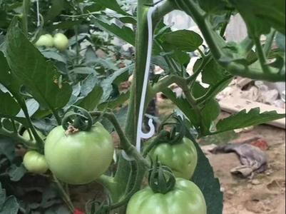 SET OF TOMATO , PLANT SUPPORT HOOK CLIP