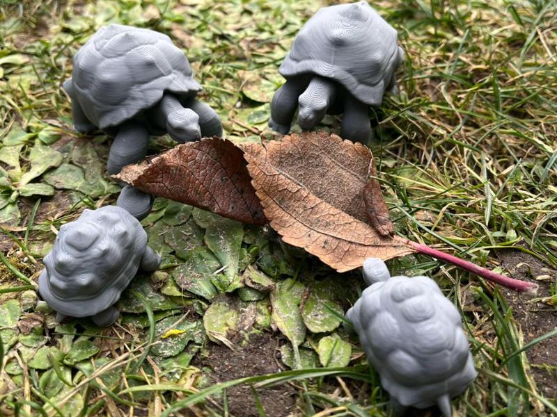 Land turtle
