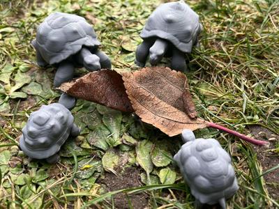 Land turtle