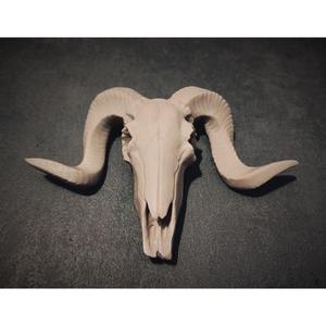 Ram / Goat Skull