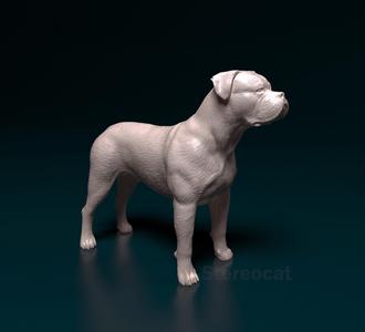 American Bulldog