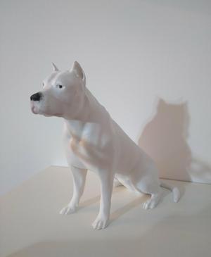 Dogo Argentino