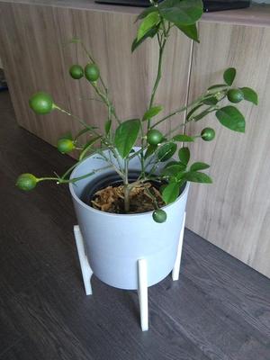 Plant stand