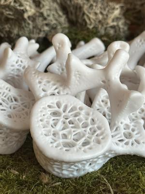 Voronoi Vertebrae (cervical)