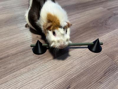 Guinea Pig Agility Hurdle