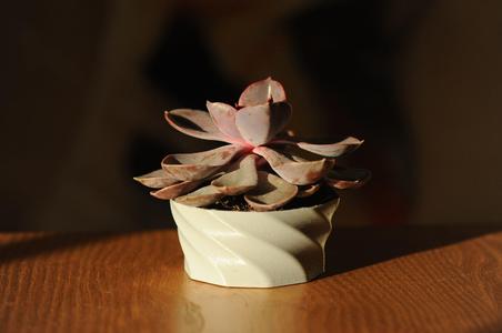 Twisted plant pot