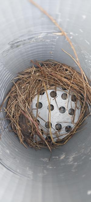 Gilbertson Inspired Bluebird House Nest Riser 