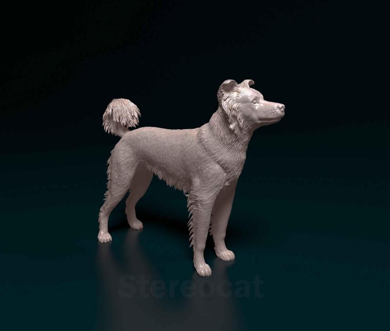 Border Collie cross