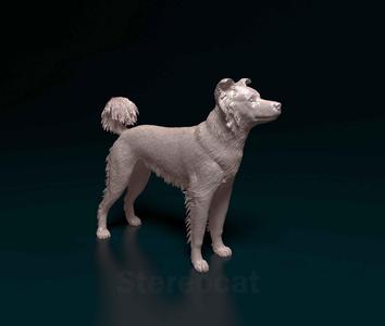 Border Collie cross