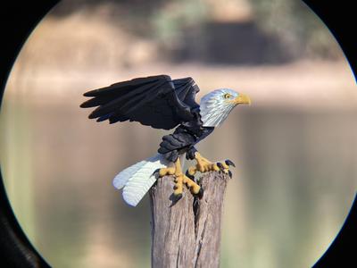 Bald eagle