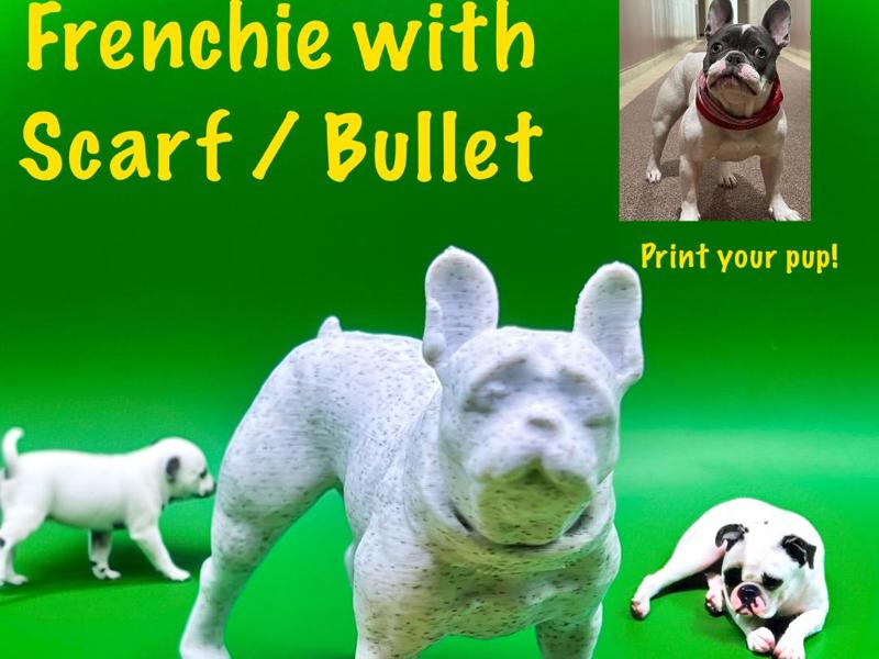 Frenchie with Scarf / Bullet