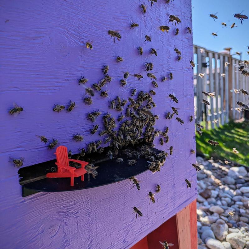 Hive Landing Board
