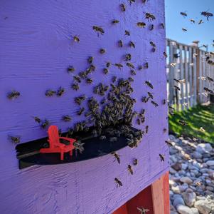 Hive Landing Board