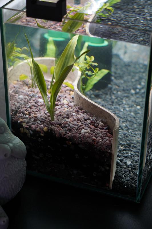 Aquarium Retaining Wall for Planted Tanks