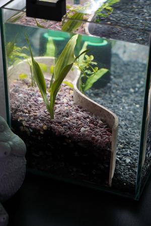 Aquarium Retaining Wall for Planted Tanks