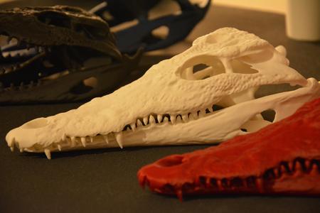 Crocodile Skull | Ultra Realistic