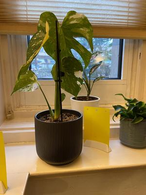 Fruit Fly Trap Stand (Gelbtafeln Halter)