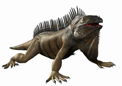 Iguana