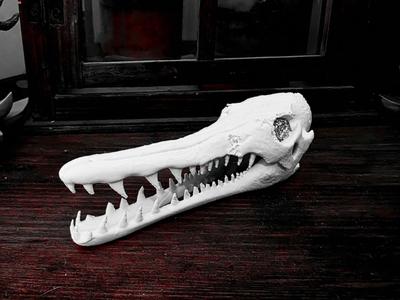 "Gator Gar" Fish Skull