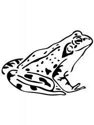 Frog Stencil 