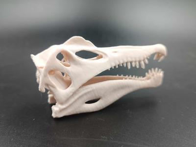 Spinosaur Skull - Dinosaur Fossil 