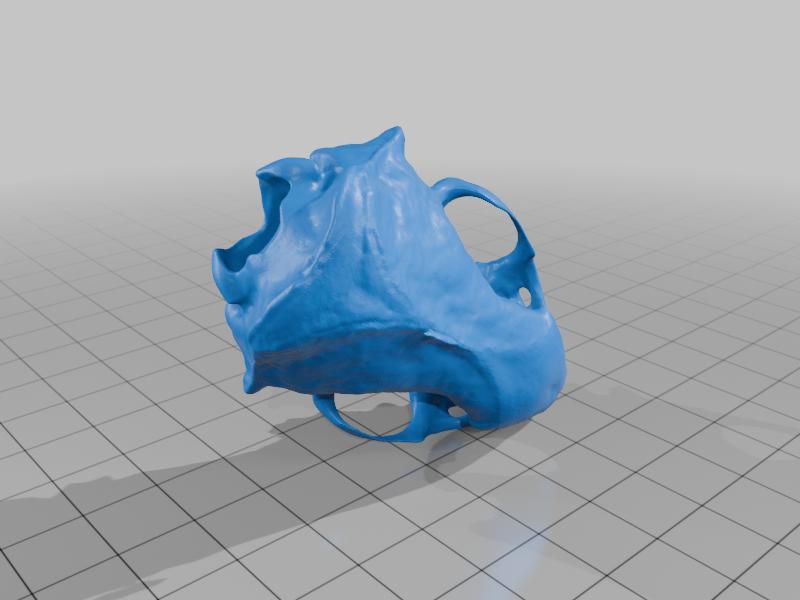 American Mink Skull