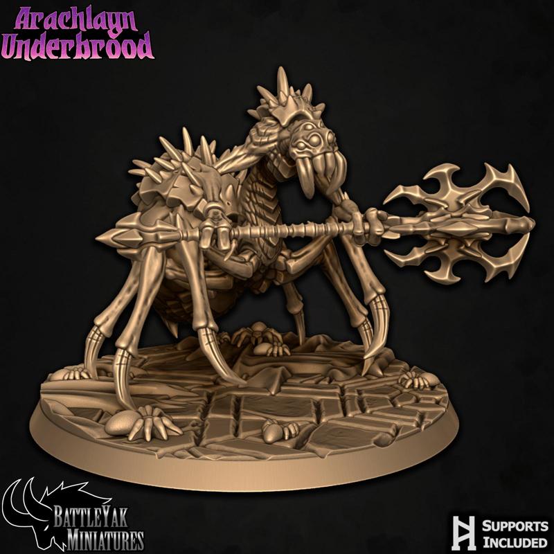 Arachlayn Truebreed C