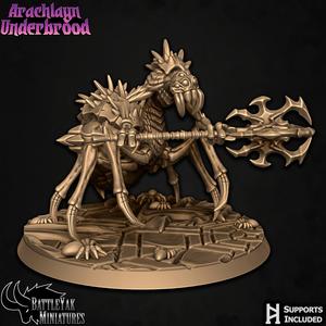 Arachlayn Truebreed C