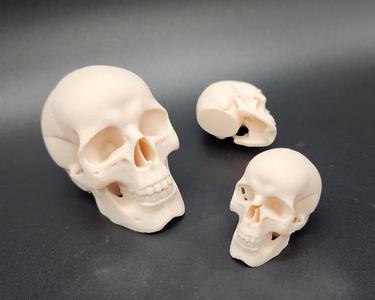 Easy to Print Skull - Scalable