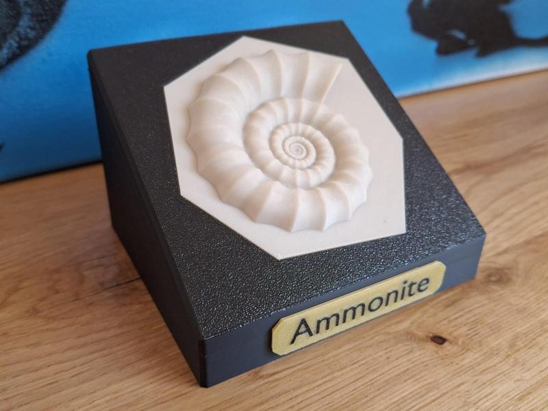 Ammonite fossil display