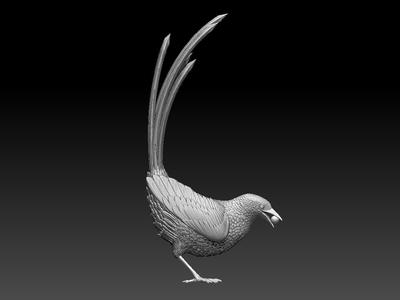 bird magpie