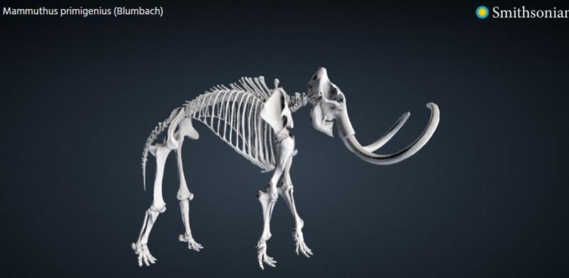 Woolly Mammoth Skeleton