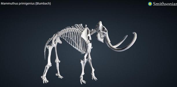 Woolly Mammoth Skeleton