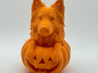 German Shepherd Dog in pumpkin 