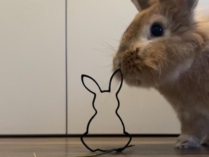 Easter cookie cutter: Bunny