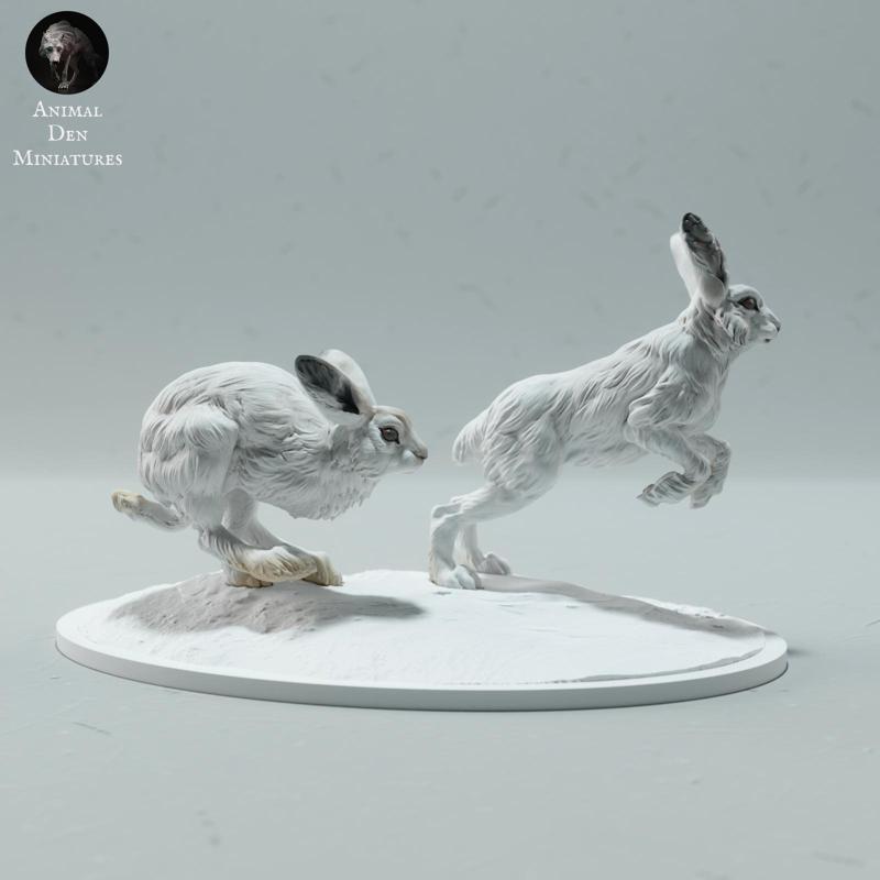 Arctic Hares Run