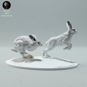Arctic Hares Run