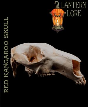 Kangaroo Skull (Pre Supported)
