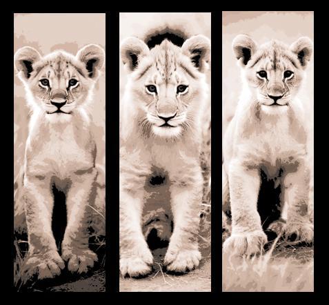 Set of 3 Bookmarks - A lion cub checking out the camera and styling for his portrait