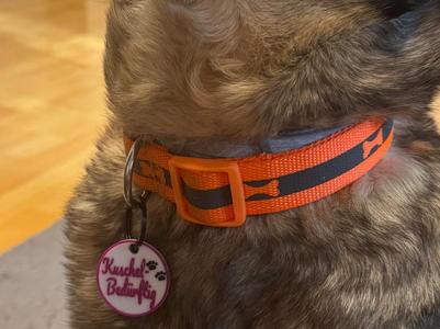 Dog tag "Cuddles needed" 