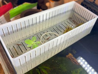 Aquarium Critter Isolation Box