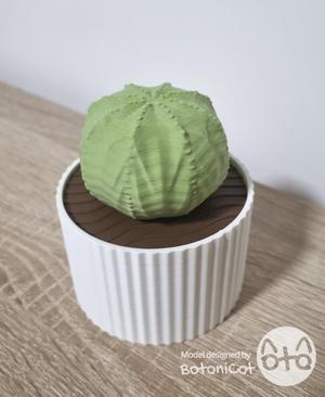 Succulets: Euphorbia Obesa (2 variants)