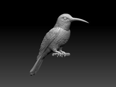colibri humming bird