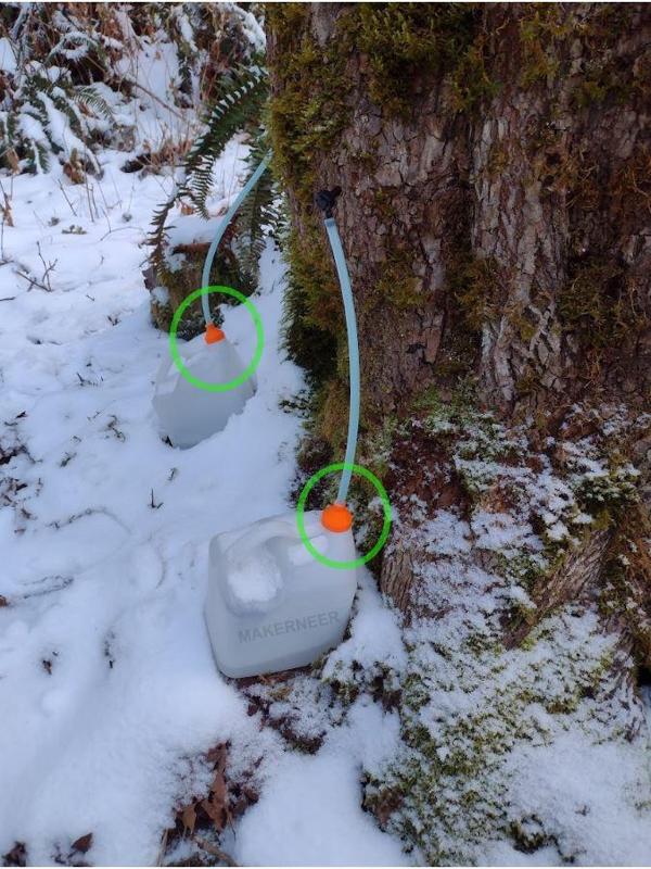 Maple Sap Collecting - 5/16 Hose to 1 Gallon Jug