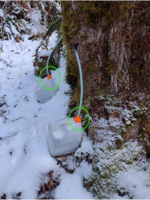 Maple Sap Collecting - 5/16 Hose to 1 Gallon Jug