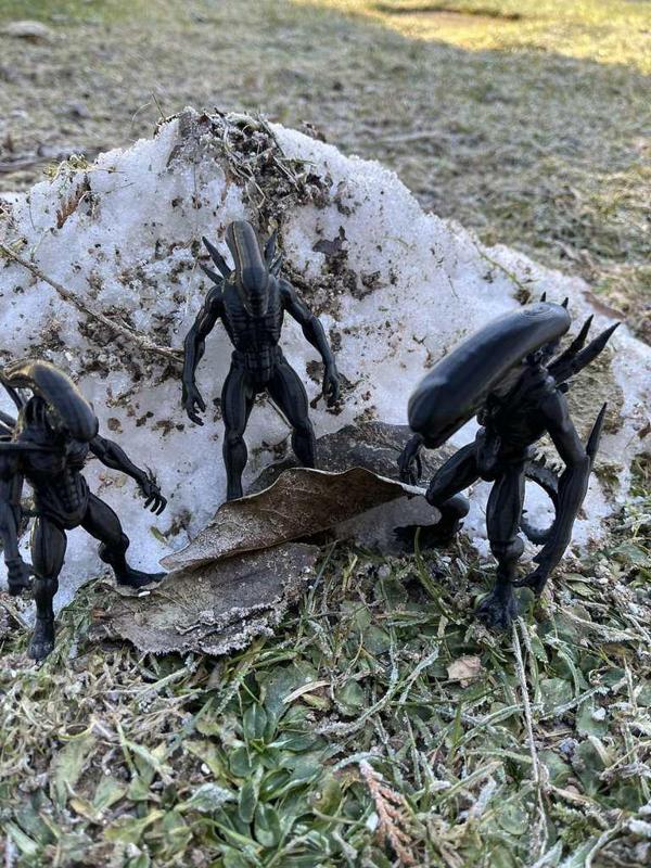 Xenomorph, Alien, Intruder