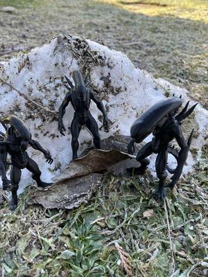 Xenomorph, Alien, Intruder